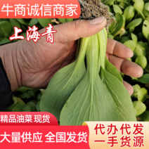 安徽小油菜，上海青，全年有货，全国，大量供应