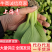 安徽小油菜，上海青，全年有货，全国代发，大量供应