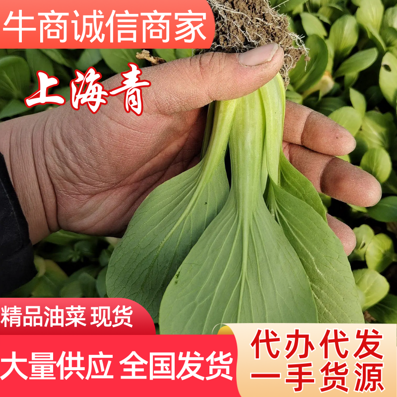 安徽小油菜，上海青，全年有货，全国代发，大量供应