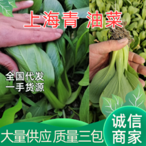 上海青小油菜大量供应，常年经营，大量有货，价格低