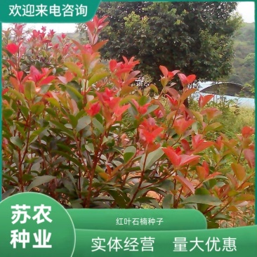 新釆红叶石楠种子四季常青绿篱绿化树种子红罗宾火焰红石楠树