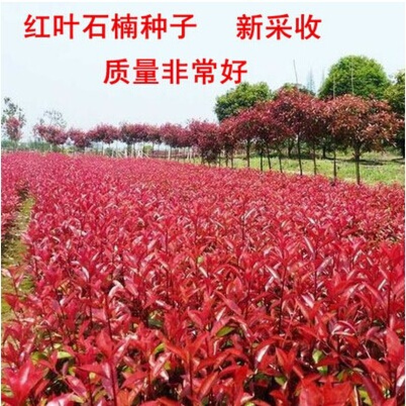 新釆红叶石楠种子四季常青绿篱绿化树种子红罗宾火焰红石楠树