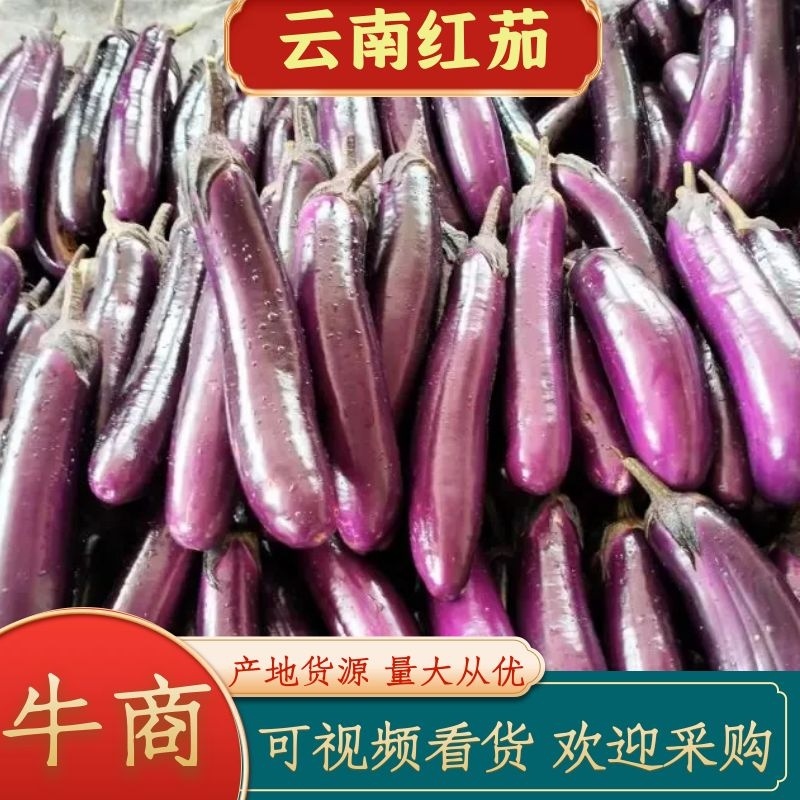 红茄长茄云南产地一手货源质量好，价格优货源充足电联