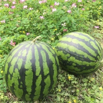 陕西精品甜王西瓜品质保障新鲜现采量大从优欢迎电联