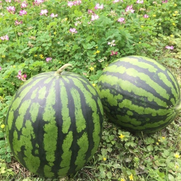 陕西精品甜王西瓜品质保障新鲜现采量大从优欢迎电联