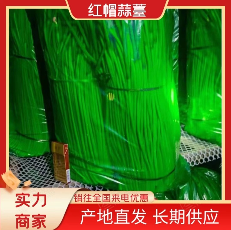 精品红帽蒜苔产地直供各种规格对接全国市场（电商）商超