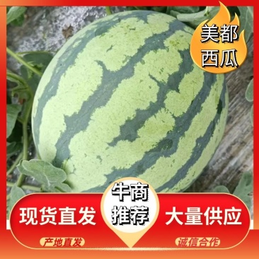 阜阳西瓜精品美都西瓜自家种植大量供应欢迎老板来电采购
