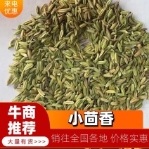 山东精品小茴香品质货源产地直发对接餐饮工厂欢迎电联