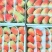 云南四季草莓大量上市中产地直发精品货源欢迎下单