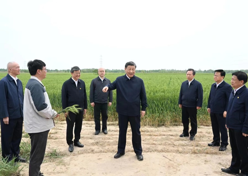 黄骅旱碱麦面粉厂家直供一手货源品质保证诚信经营欢迎采购
