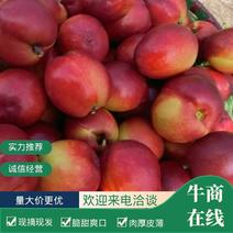 （实力供货）广西桂林黄肉油桃大量上市，欢迎客商咨询