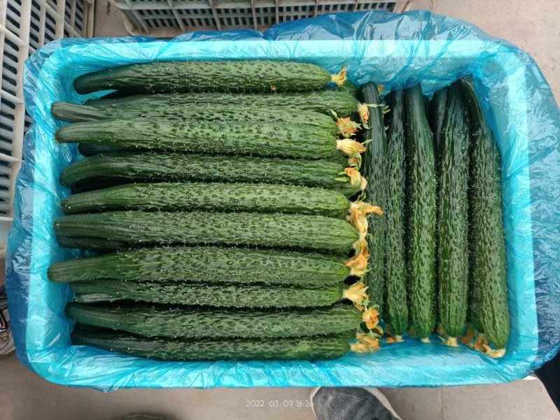 河北精品黄瓜干花带刺22~25公分商超品质诚信代收