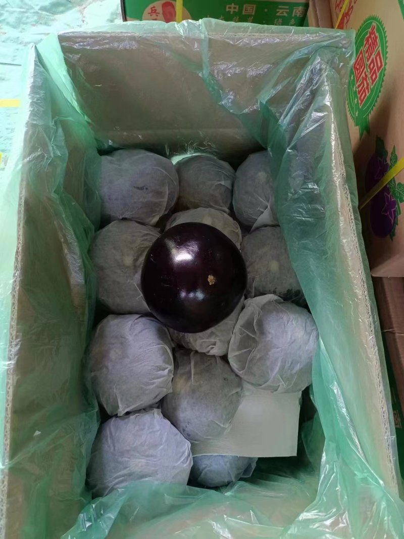邯郸精品茄子圆茄一手货源常年供货实力代收来电咨询