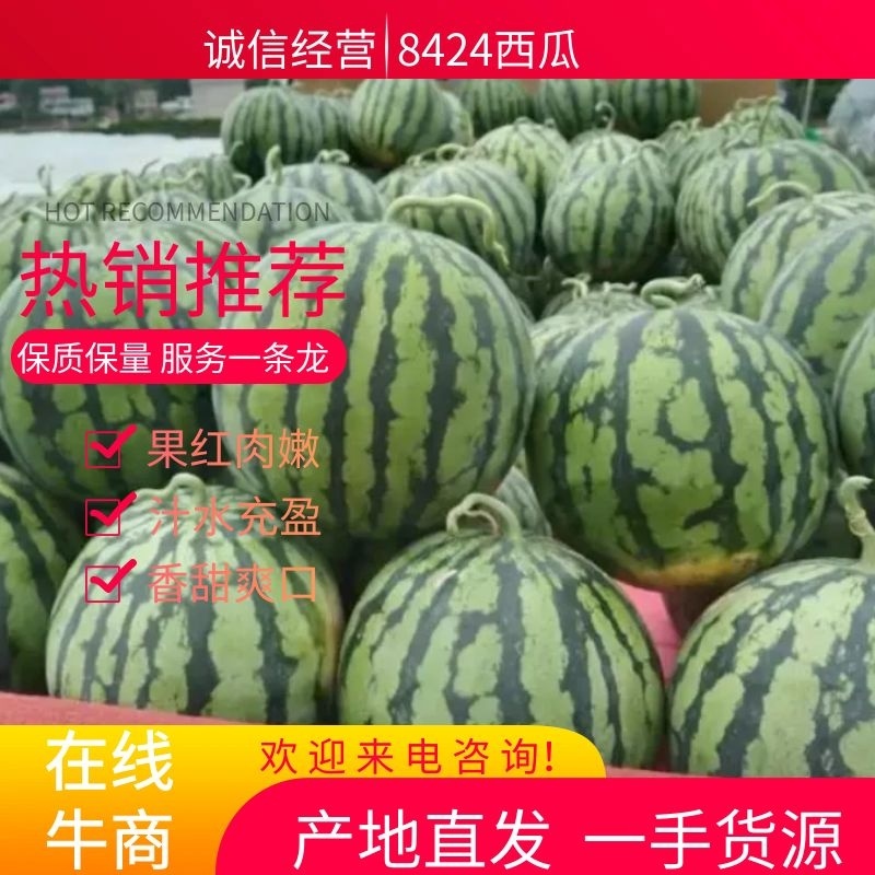 陆地美都头茬大量上Ⅰ市，皮毛亮，甜度好，十三糖