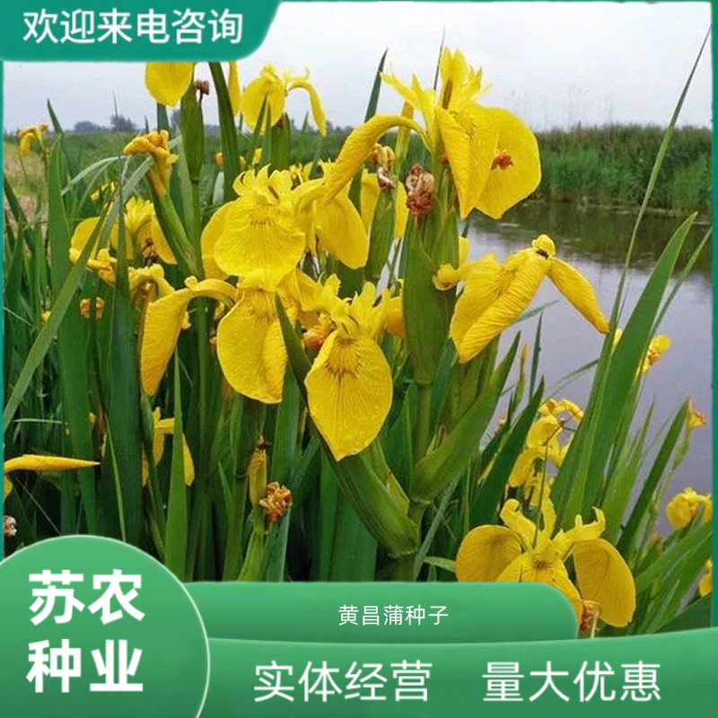 菖蒲黄种子耐寒易活四季易种苗庭院园林景观花卉阳台观赏