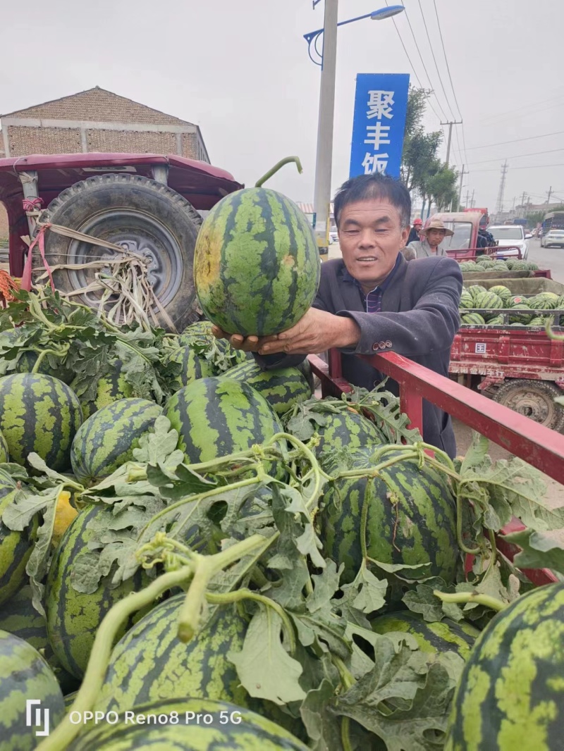 陕西甜王西瓜基地直供全国代发欢迎来电咨询