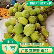 菠萝蜜产地直发，广东菠萝蜜，价格，欢迎电联采购