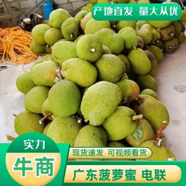 菠萝蜜产地直发，广东菠萝蜜，价格优惠，欢迎电联采购