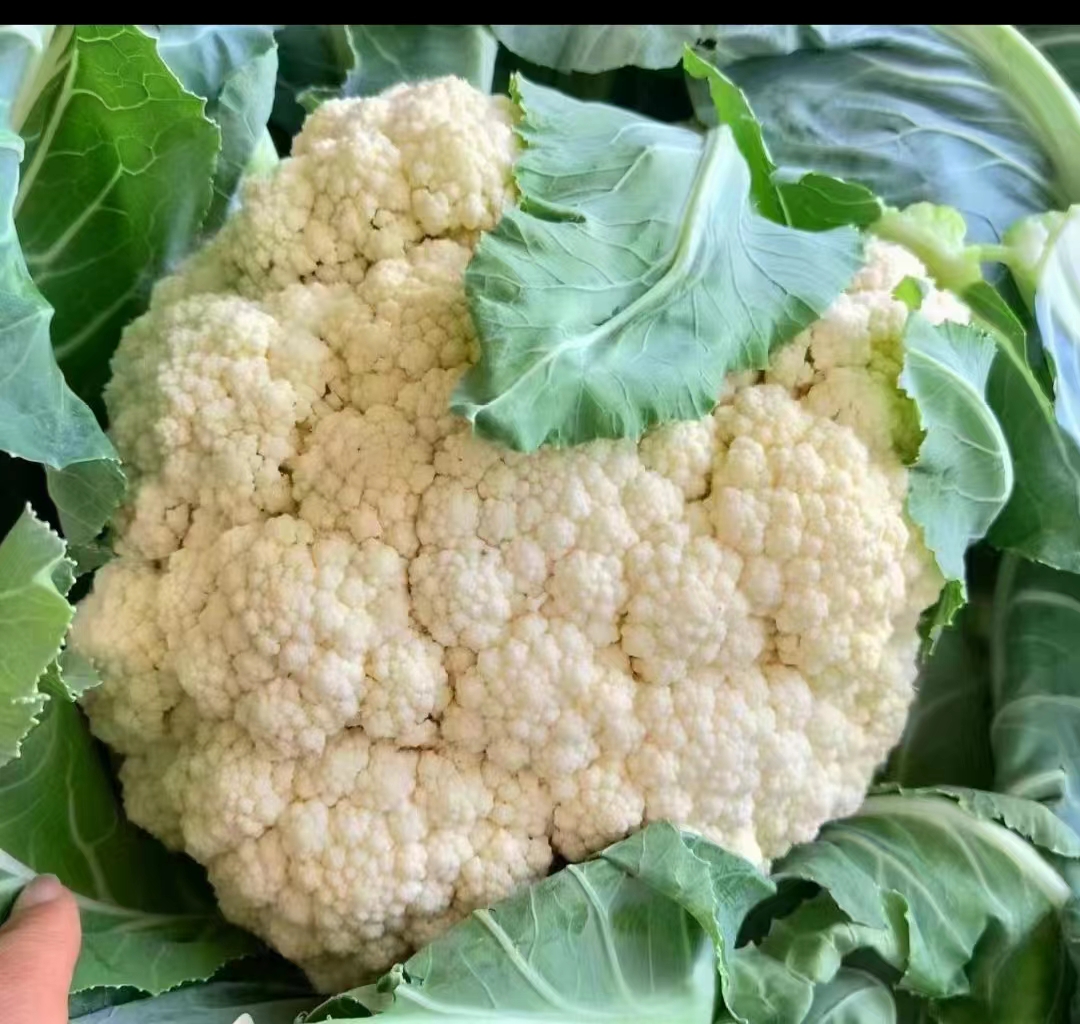 新鲜的白菜苔特写,展示其嫩茎和花蕾 白菜苔特写