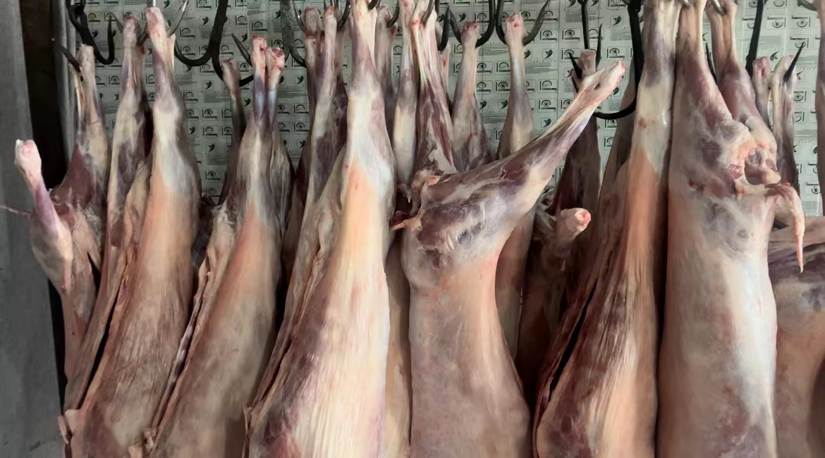 乌珠穆沁白条羊整只悬挂展示