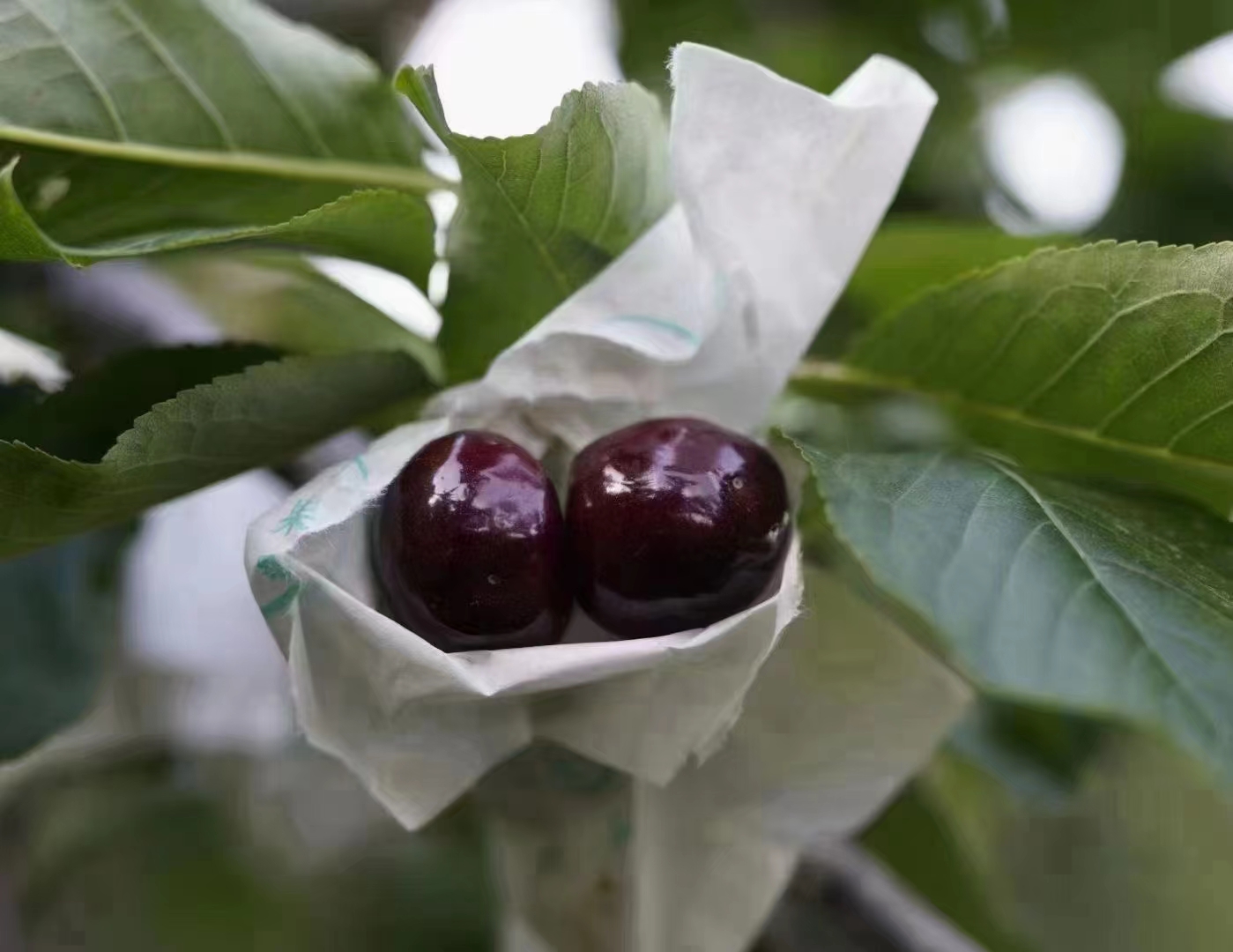 红灯樱桃采摘场景