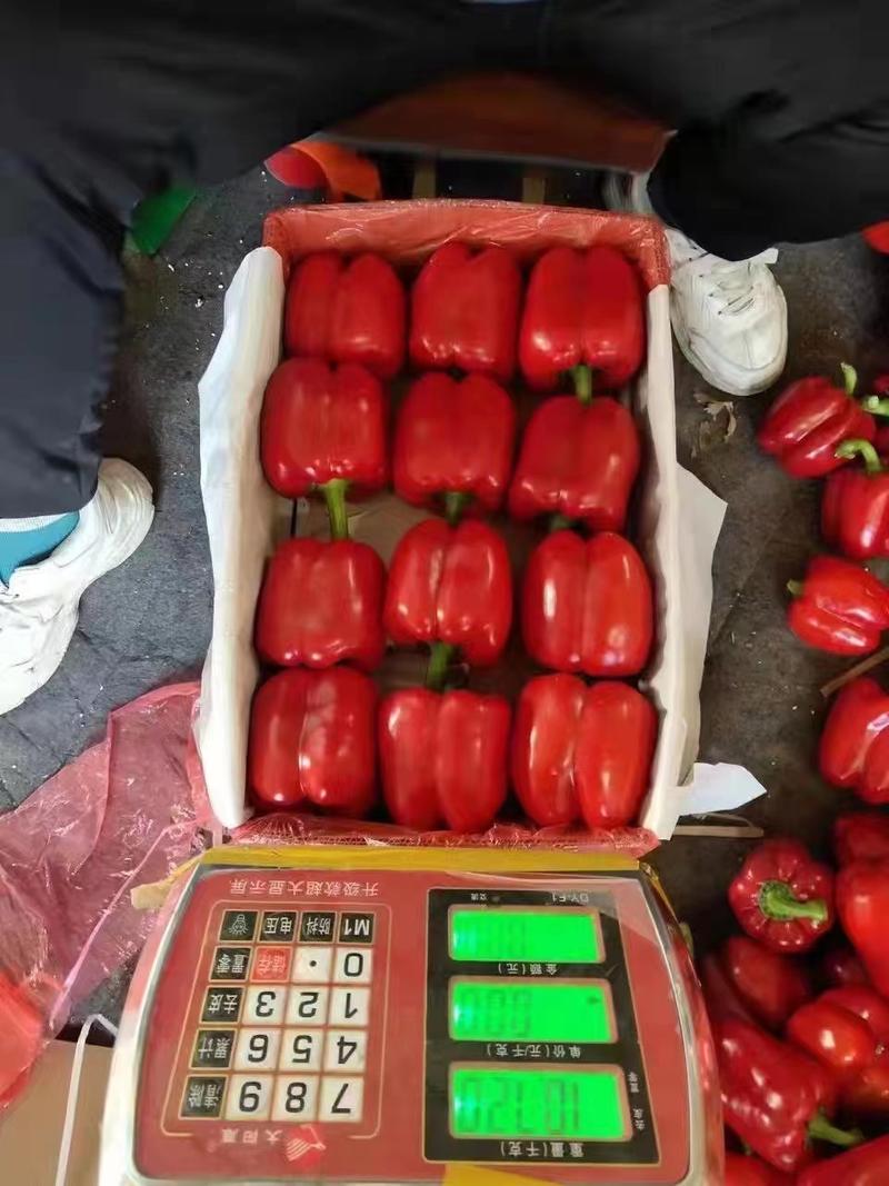 山东辣椒精品五彩椒甜椒脱水货精品货整车发货对接商超