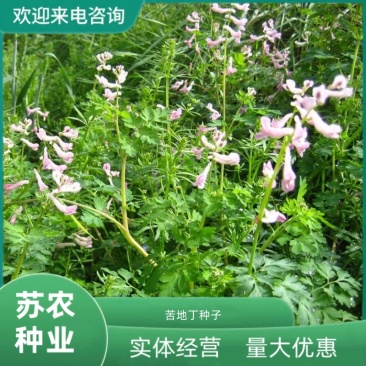 苦地丁种子耐寒地丁花紫堇地丁草二年生草本植物苦丁中草药材