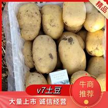 滕州新土豆大量上市沃土V7土豆品种齐全品质好产地直发