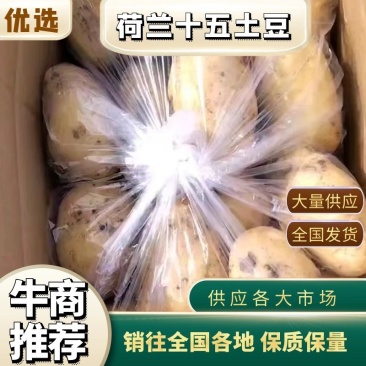 【精选】滕州秋土豆，大量上市，货源稳定，价格合适