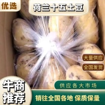 滕州土豆基地直发荷兰十五土豆V7沃土量大从优对接全国