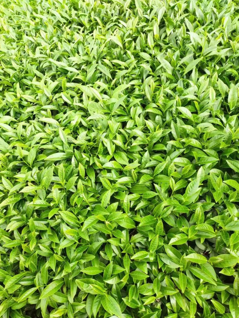 白芽奇兰茶百亩茶园加工生产一条龙大量供货欢迎来电