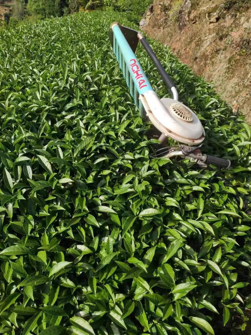 白芽奇兰茶百亩茶园加工生产一条龙大量供货欢迎来电