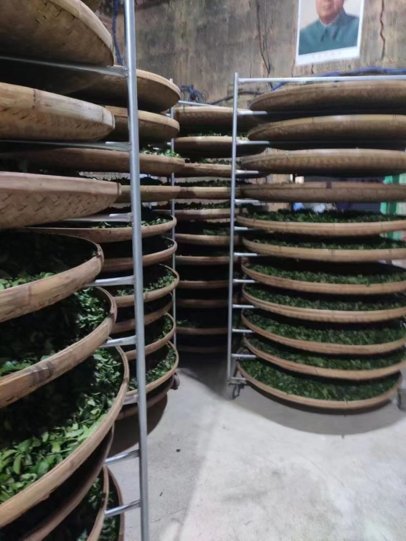 白芽奇兰茶百亩茶园加工生产一条龙大量供货欢迎来电