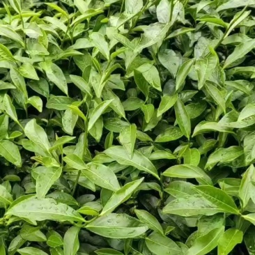 白芽奇兰茶百亩茶园加工生产一条龙大量供货欢迎来电