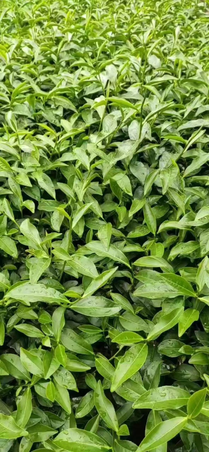 白芽奇兰茶百亩茶园加工生产一条龙大量供货欢迎来电