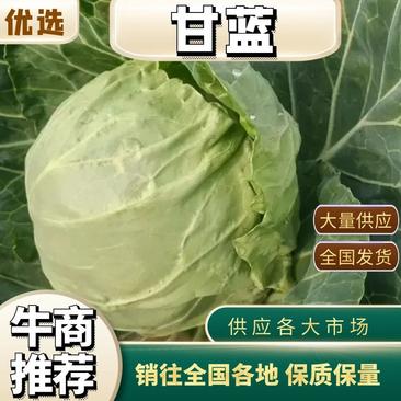 【热卖】河北邯郸精品甘蓝圆包菜大量上市全国发货量大优惠