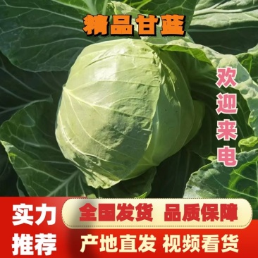 甘蓝河北精品圆包菜基地直供一手货源全国发货量大从优