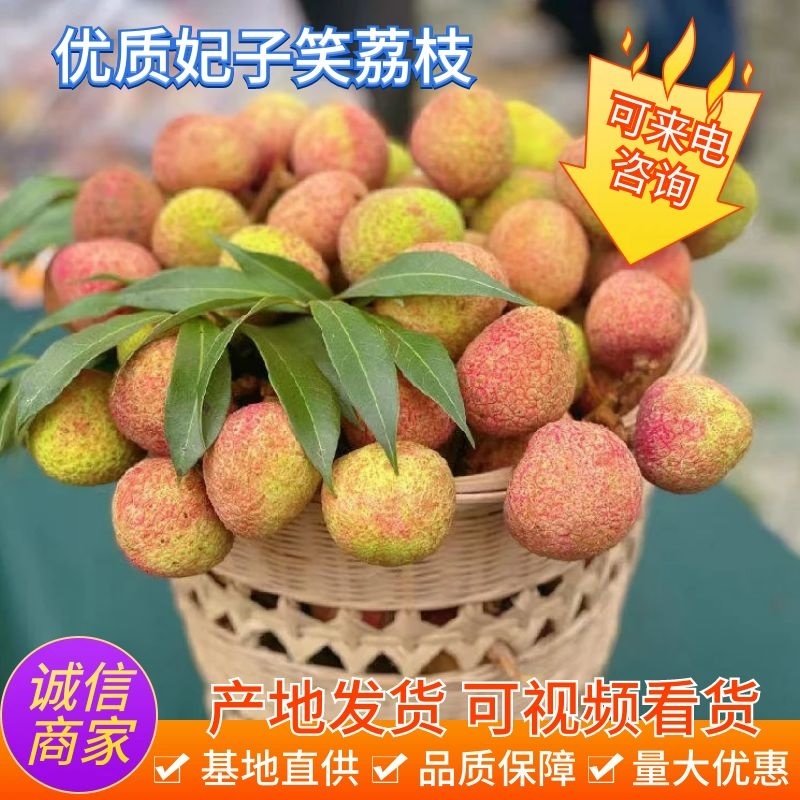 精品荔枝广东妃子笑荔枝纯甜多汁产地直供品质保障