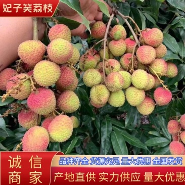 妃子笑荔枝广东荔枝大量上市可供商超电商市场等