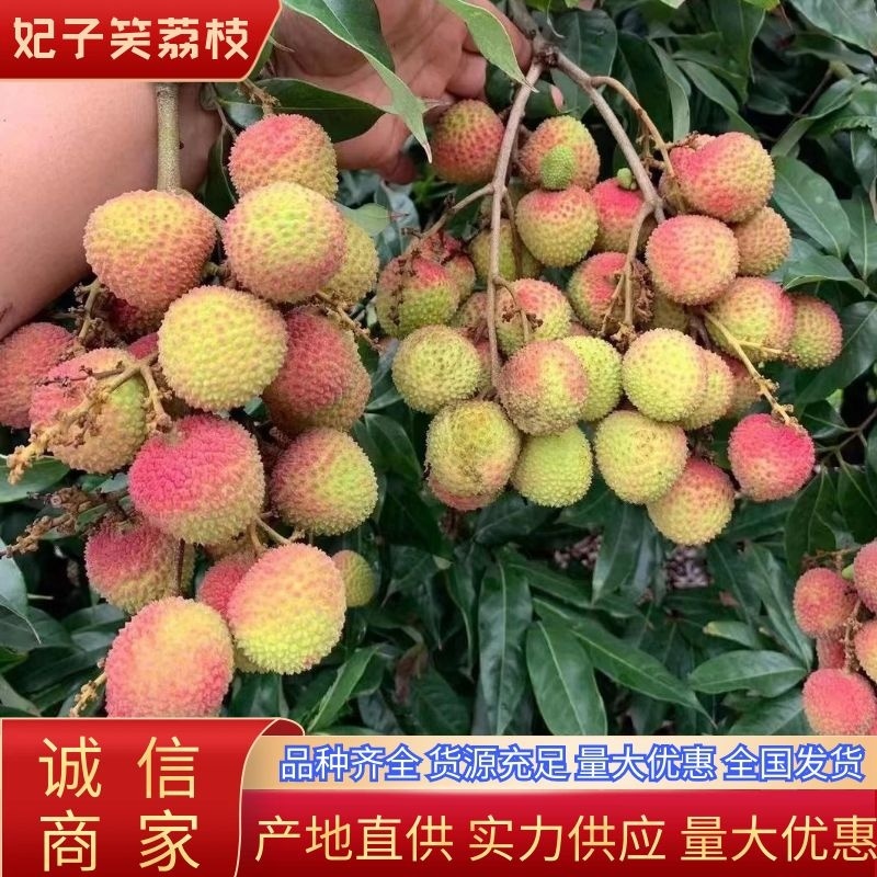 妃子笑荔枝广东荔枝大量上市可供商超电商市场等