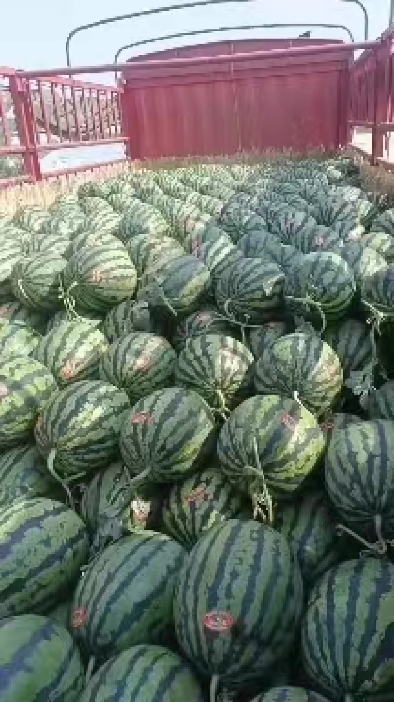 西瓜甜王西瓜实力代办产区直发保质保量代发全国