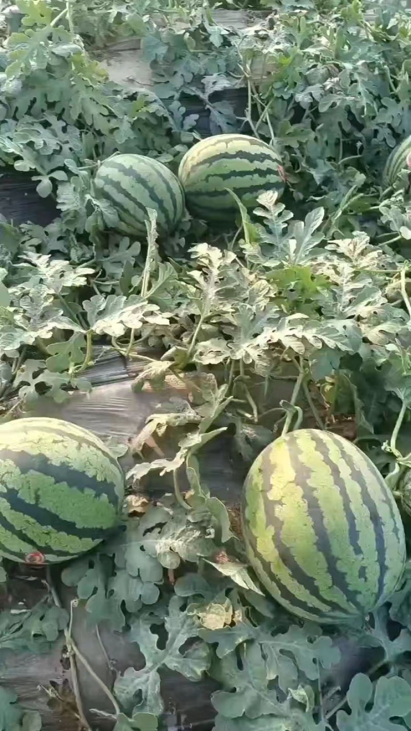 西瓜甜王西瓜实力代办产区直发保质保量代发全国