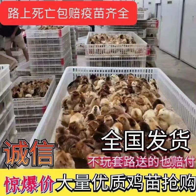 【红毛大公鸡苗】，全国发货，运输死亡包赔，防疫齐全