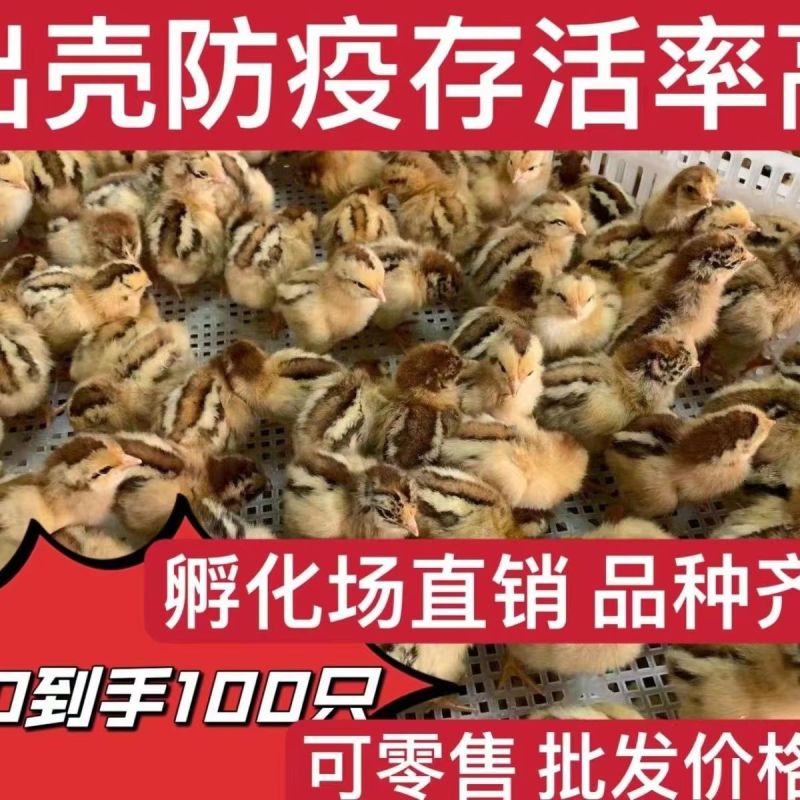 【红毛大公鸡苗】，全国发货，运输死亡包赔，防疫齐全