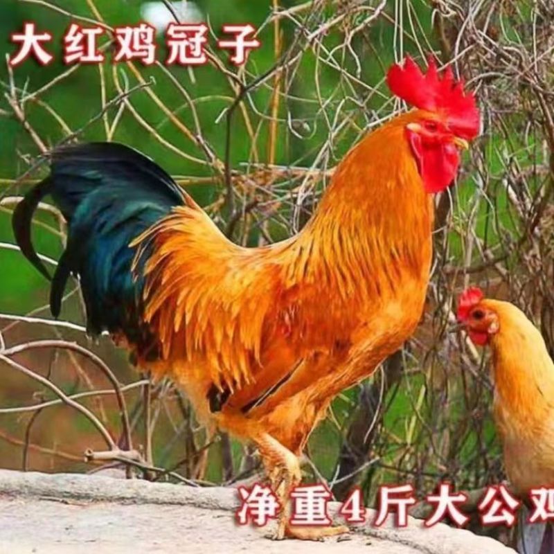 【红毛大公鸡苗】，全国发货，运输死亡包赔，防疫齐全