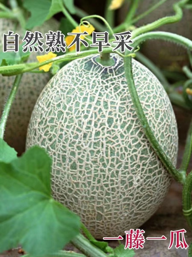 精品晓蜜25基地直供大量上市诚信经营果甜价优欢迎来电