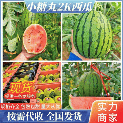 【推荐】陕西小糖丸吊兰西瓜糖度14以上全美2K西瓜