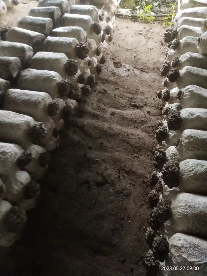 【热卖推荐】平菇产地直供一手货源支持视频看货欢迎电话联系