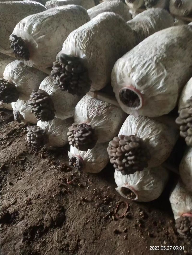 【热卖推荐】平菇产地直供一手货源支持视频看货欢迎电话联系