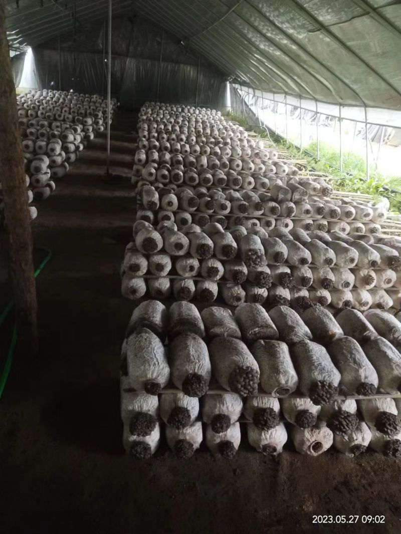 【热卖推荐】平菇产地直供一手货源支持视频看货欢迎电话联系